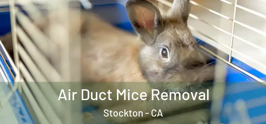  Air Duct Mice Removal Stockton - CA